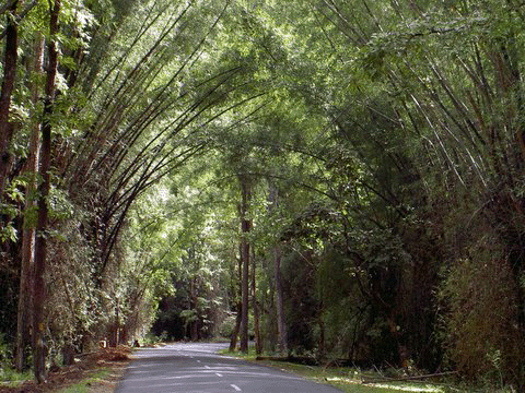 Bamboo
trees
